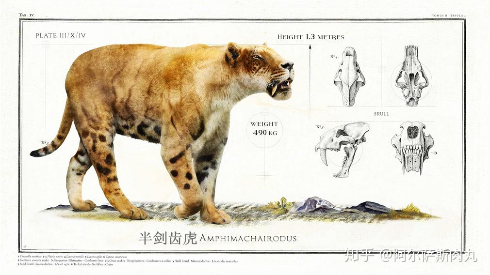 前 言在群雄逐鹿的中新世至更新世之间的北美,欧亚与非洲大陆,剑齿虎