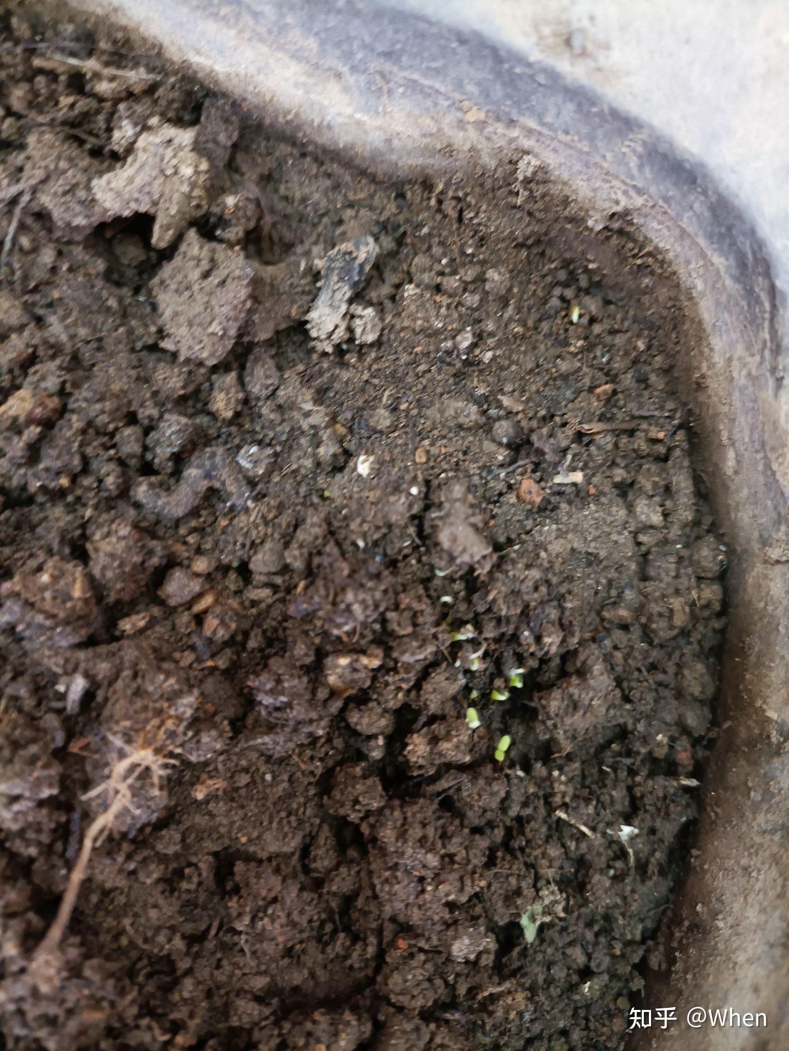 看了许多经验贴了解到白晶菊一般1天就能发芽,但是我的却没有,一没事
