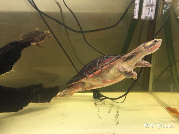 按价格排序常见观赏龟类推荐(水龟篇) - 知乎