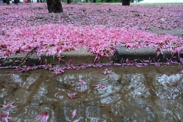 落花风雨常常入诗入词