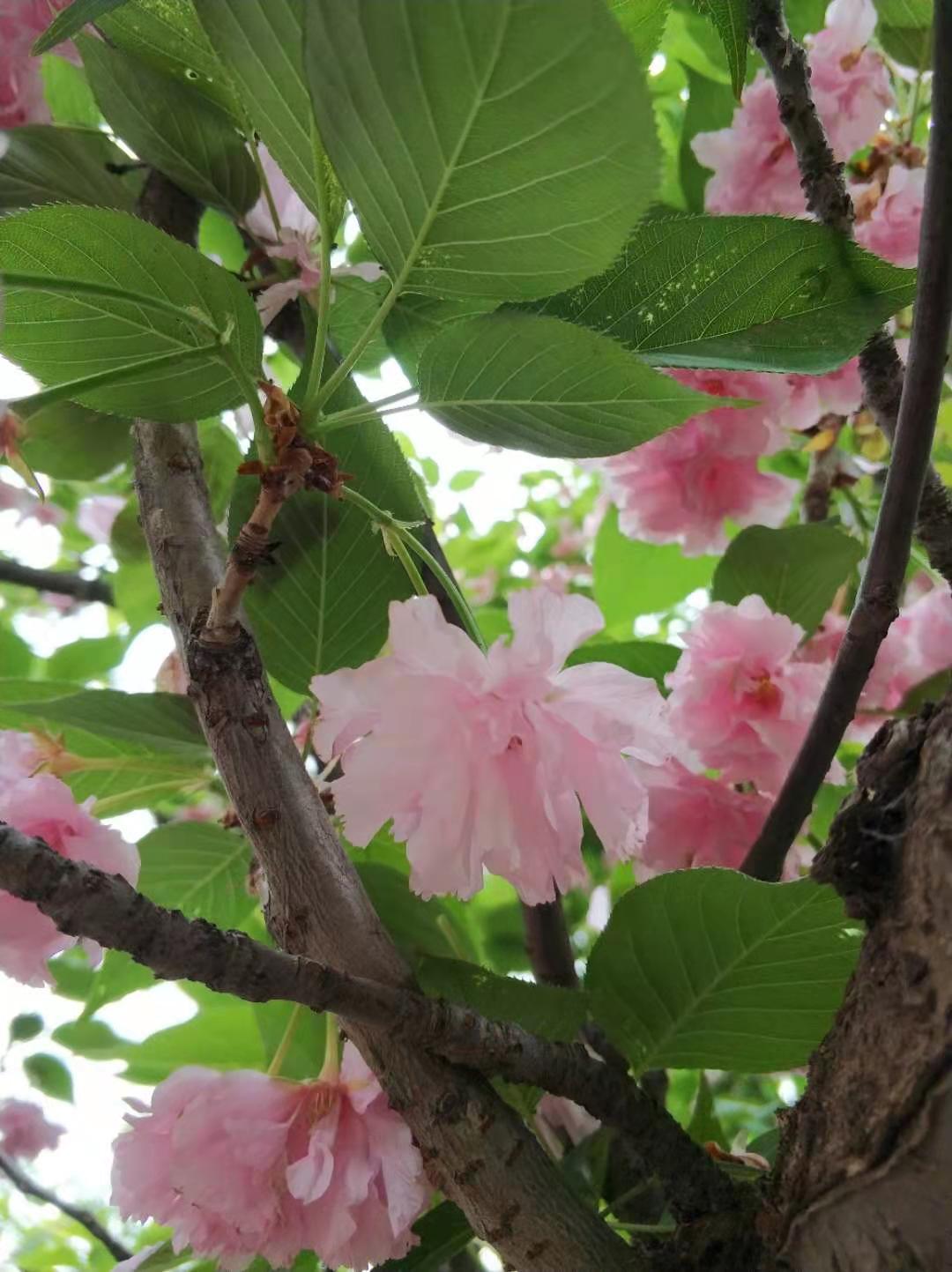 櫻花的花語(彼岸花的花語)