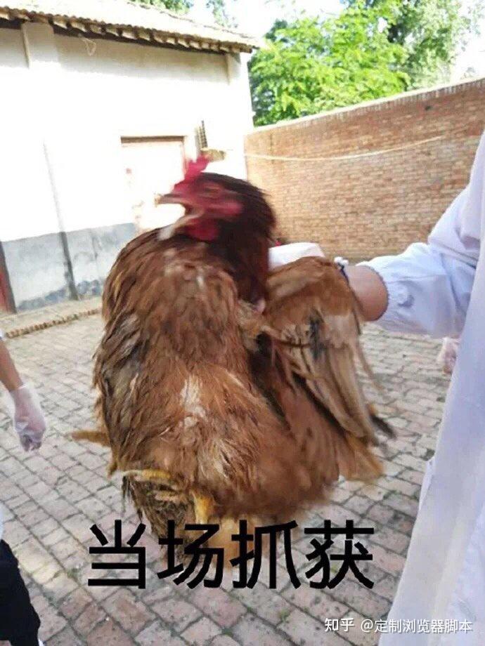 今日份的微信沙雕群聊恶搞表情包【金馆长表情包】