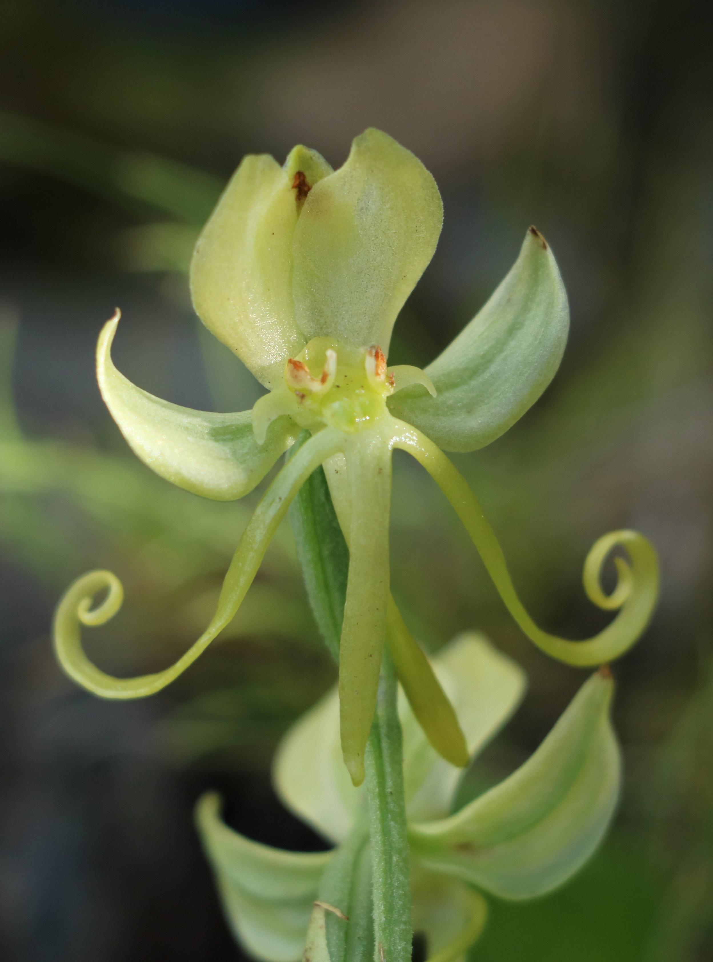 自然足迹横断山区植物小记七兰科蓼科