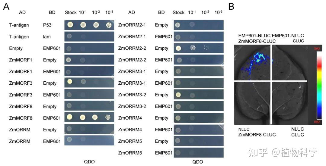 The Crop Journal | 中国农科院作科所联合中国农大揭示EMP601调控玉米籽粒发育的分子机制 - 知乎