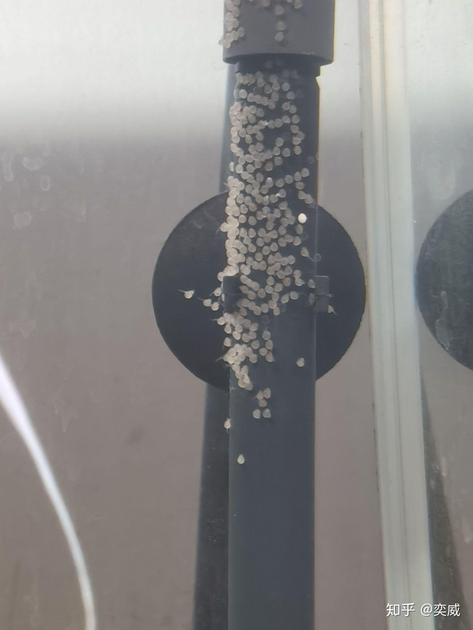 培育德系烟熏蓝魔鬼燕鱼