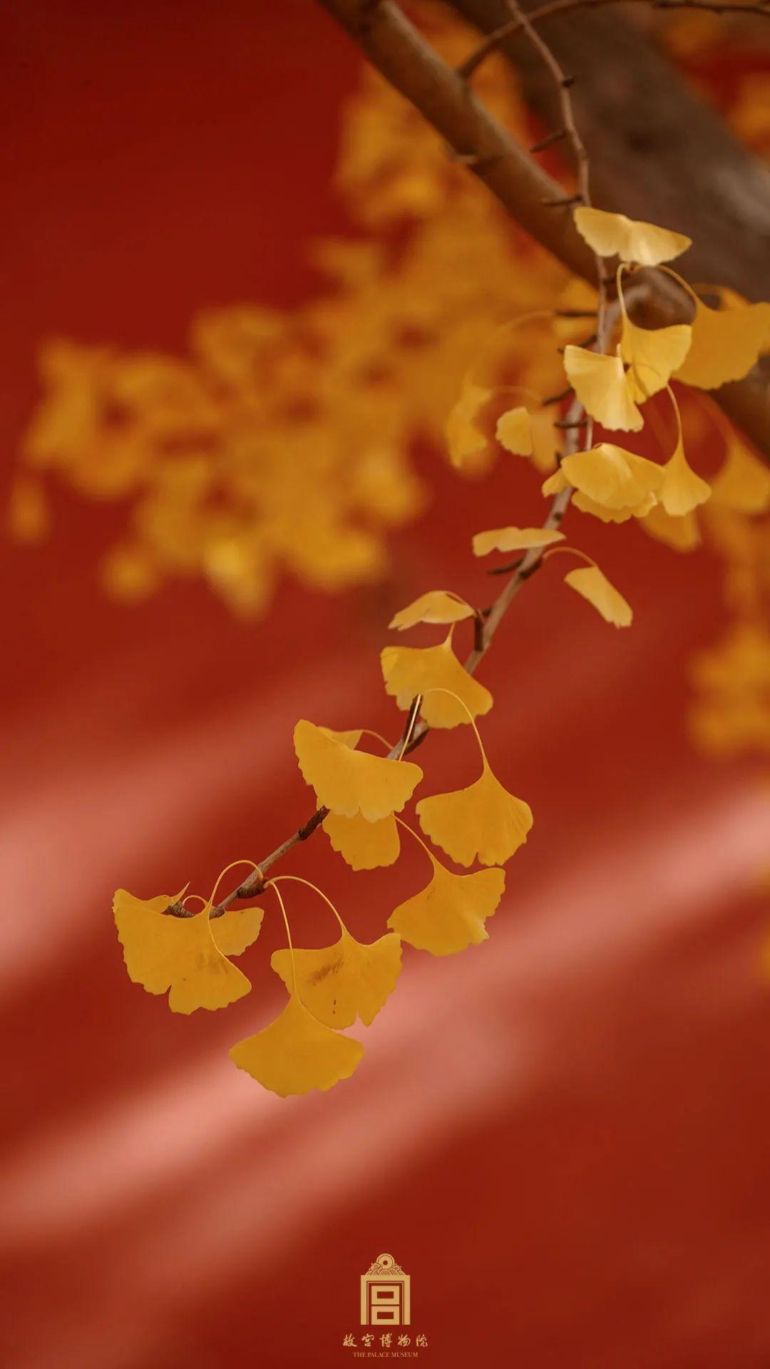 精选壁纸故宫博物院之秋叶猫红墙