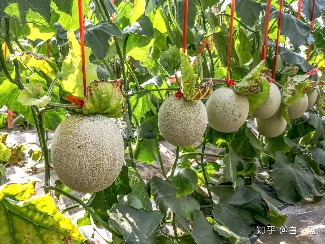 一藤一瓜吃出馥郁的甜蜜