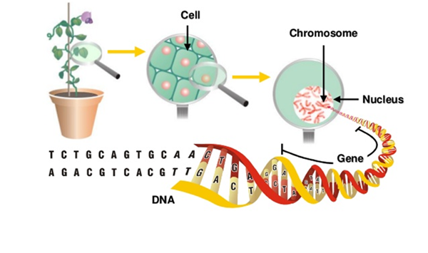 如何提取植物細胞和植物組織樣本中的dna