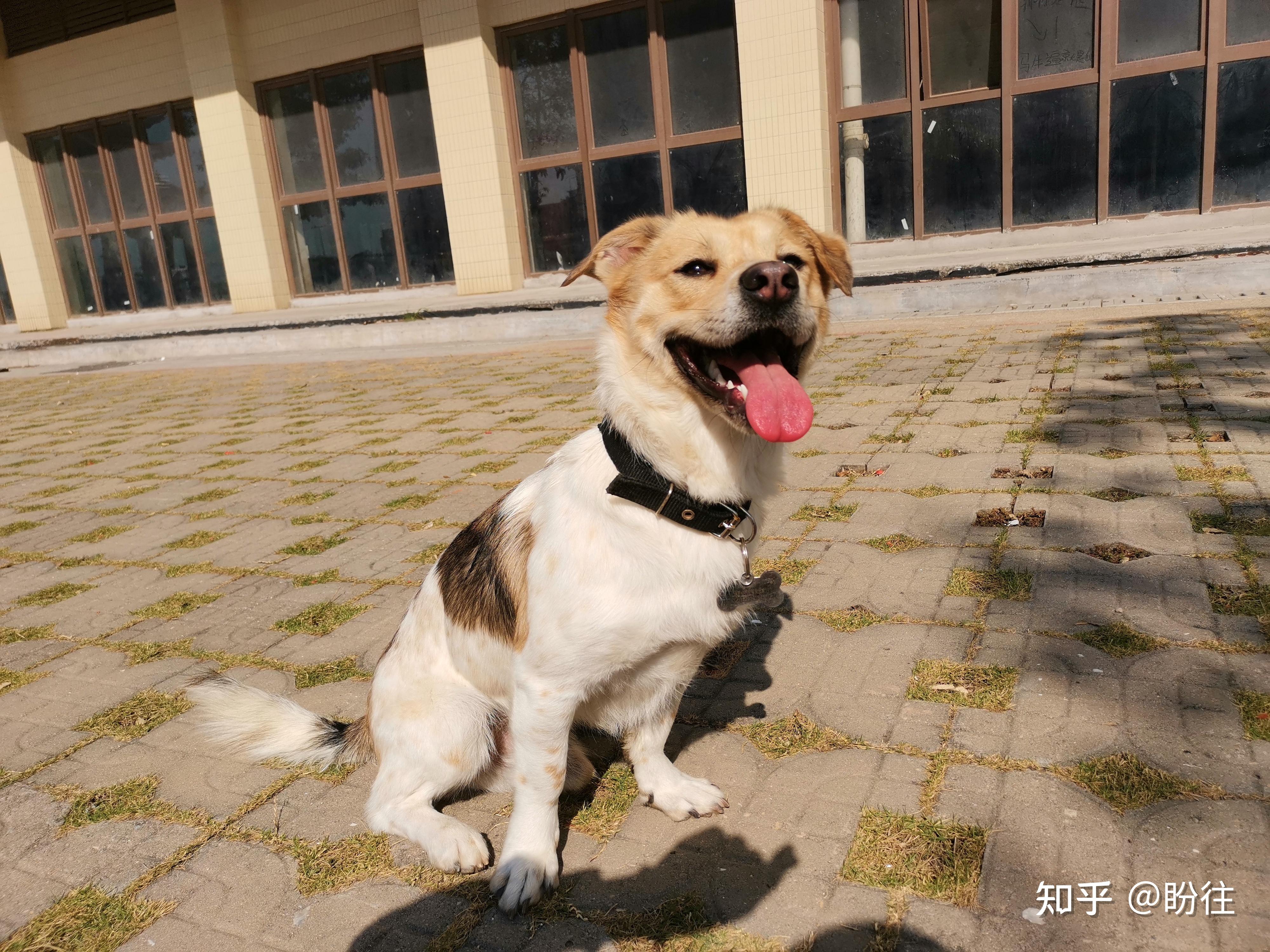 廣州番禺大石街道植村丟失棕黑色和白色公中華田園犬