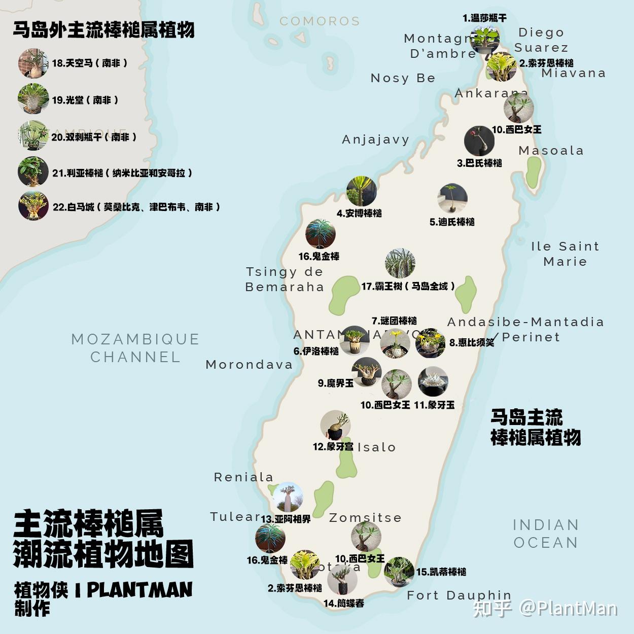 棒槌属植物地图 - 知乎