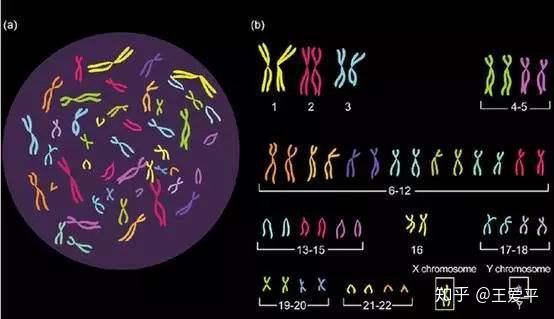 染色体 精子质量三大检查 男性孕前必查利器 知乎