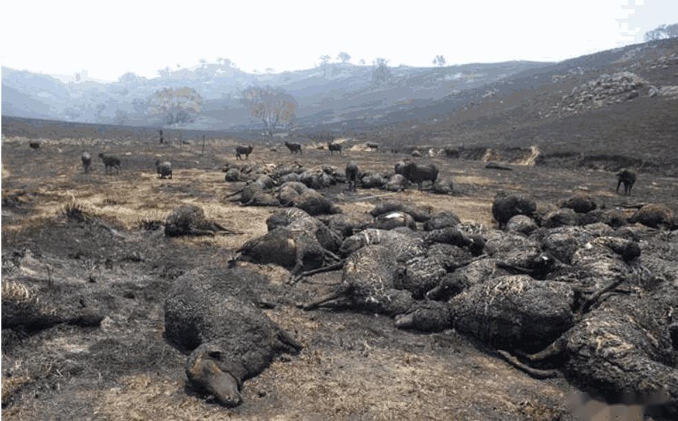 2020年大灾难事件盘点