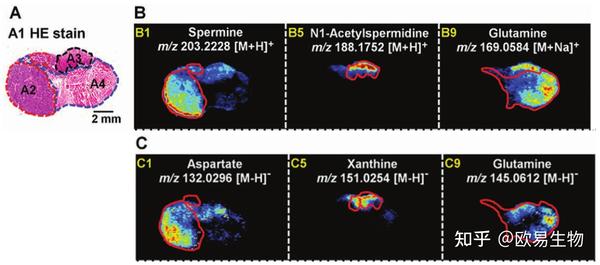 干货！一篇文章了解全部空间代谢组学内容 - 知乎