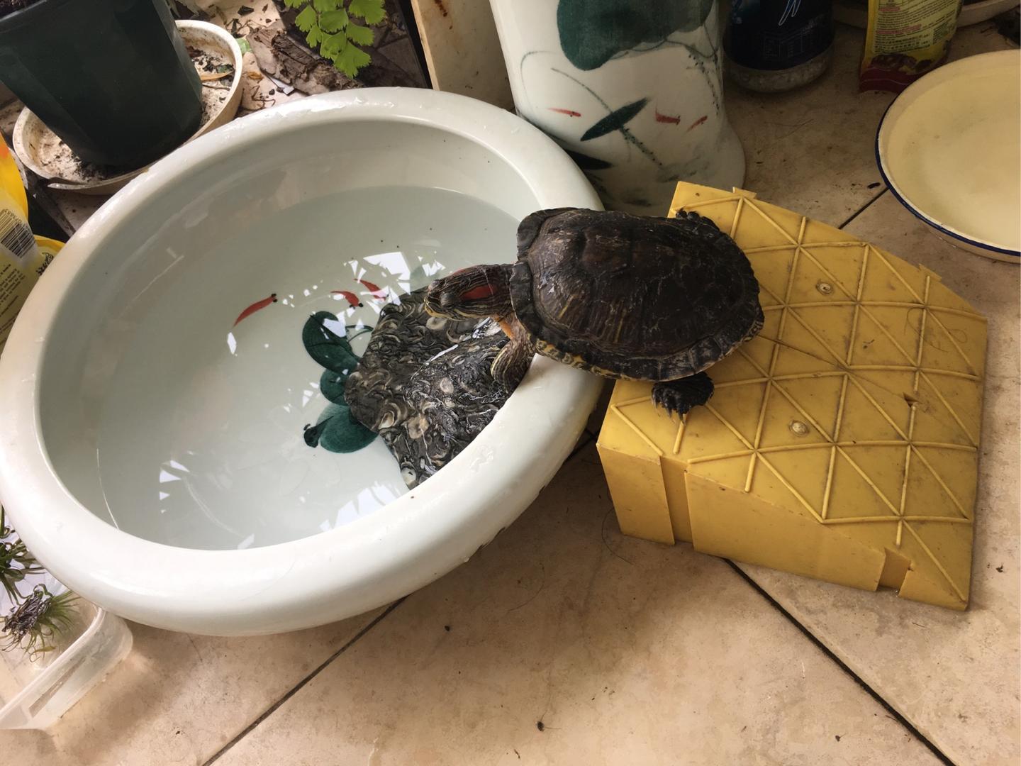 人类是不是低估了乌龟的智商？ - 知乎