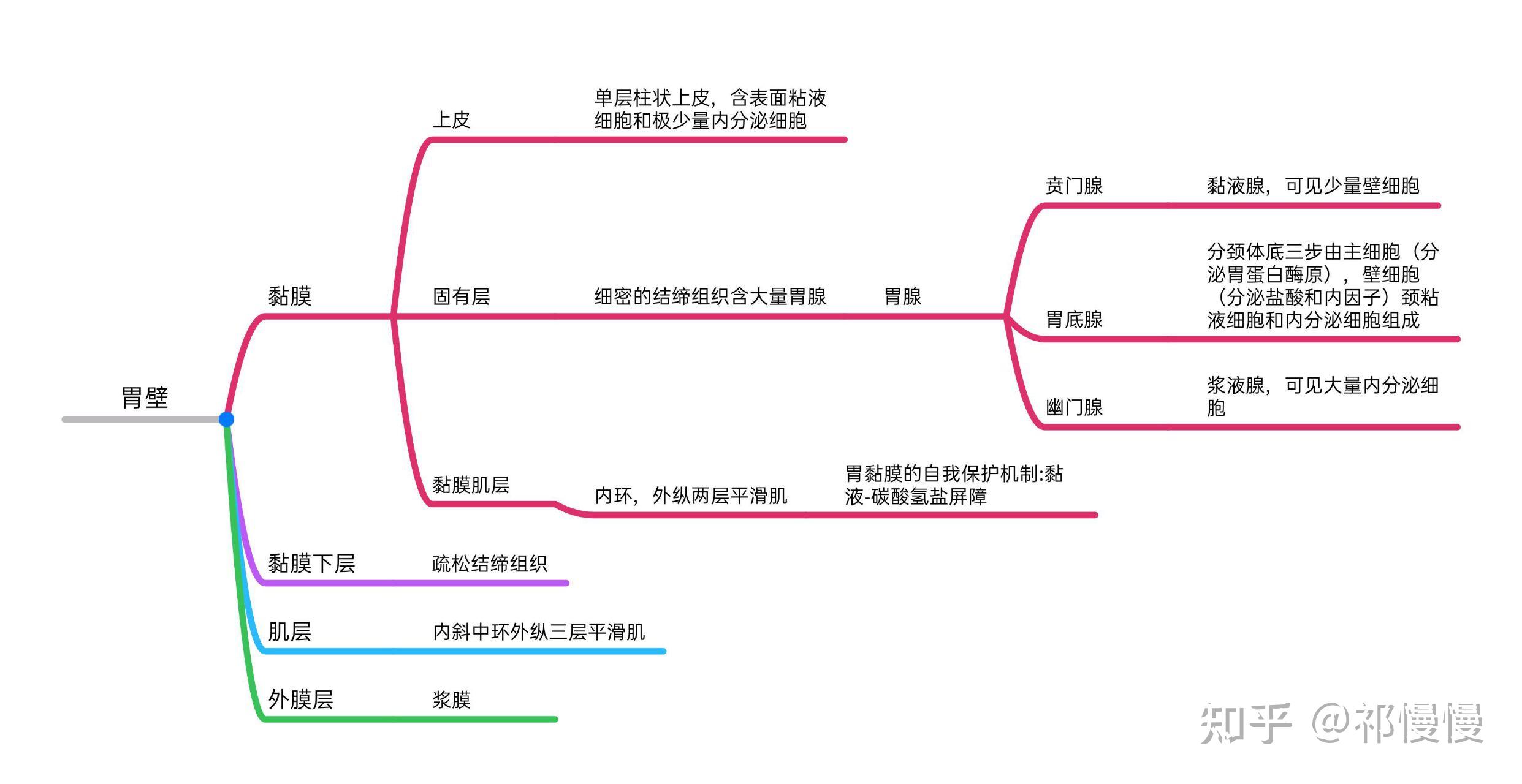 组织学与胚胎学思维导图