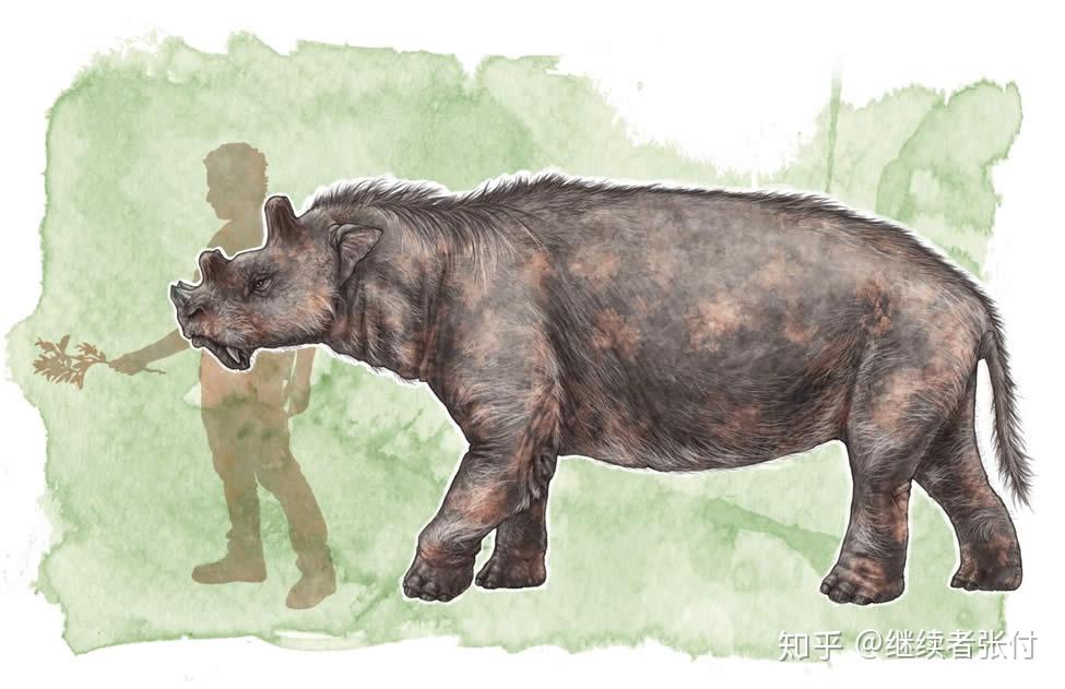 类动物),渐新世到中新世的巨型植食性动物的巨犀类indricotheriinae