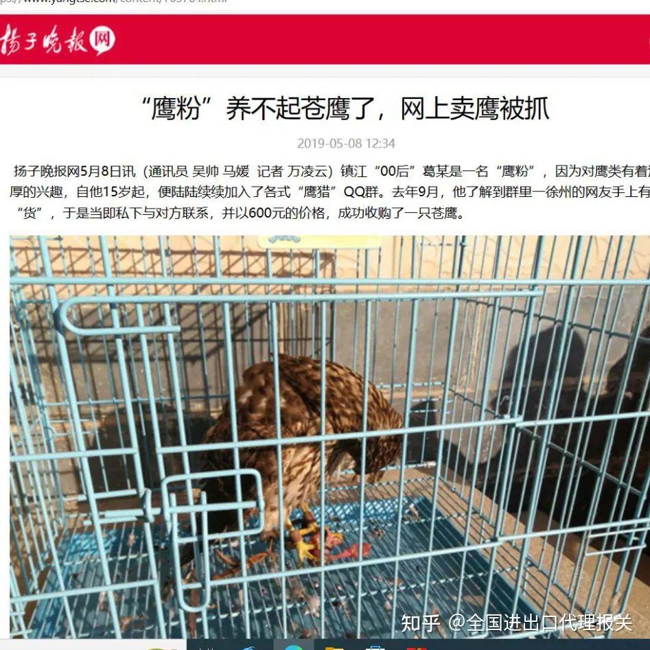 “异宠”知多少丨“空中霸王”鹰隼 - 知乎