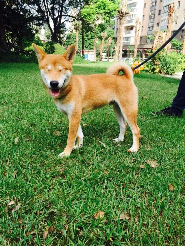 生活里有只柴犬是什么样的体验wordchaidobby之真柴假柴