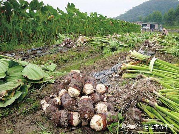 芋头种植的施肥建议和田间管理方法
