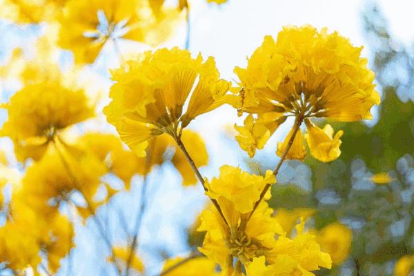 24种黄色宝石大盘点！最“招财”的颜色？你居然还没有？！ 