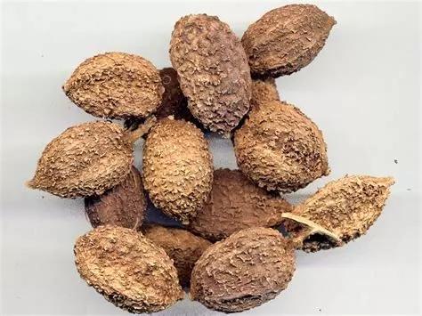 从白苔的进与退 谈及两个祛湿化浊的经典方剂 知乎