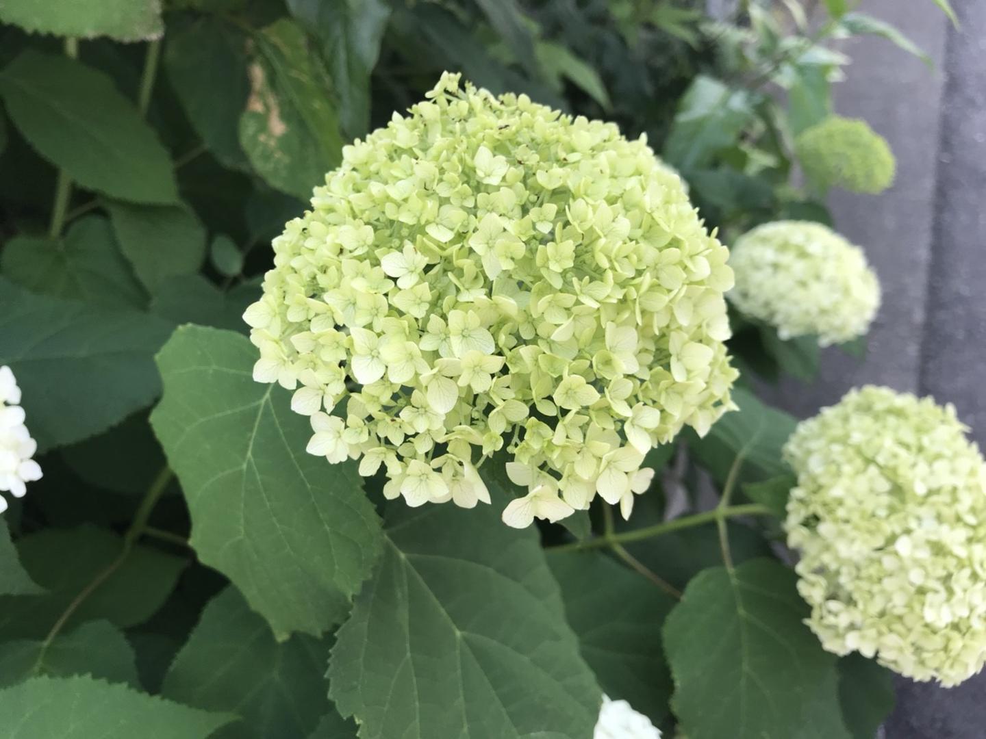 紫阳花 日本人的爱 知乎 紫阳花 日本人的爱 知乎