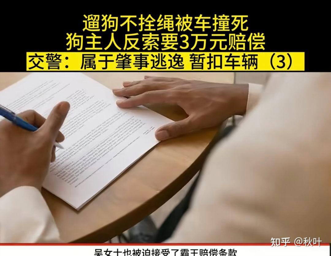 遛狗不拴绳被车撞死，狗主人态度嚣张索赔，交警肇事逃逸暂扣车辆 知乎 2124