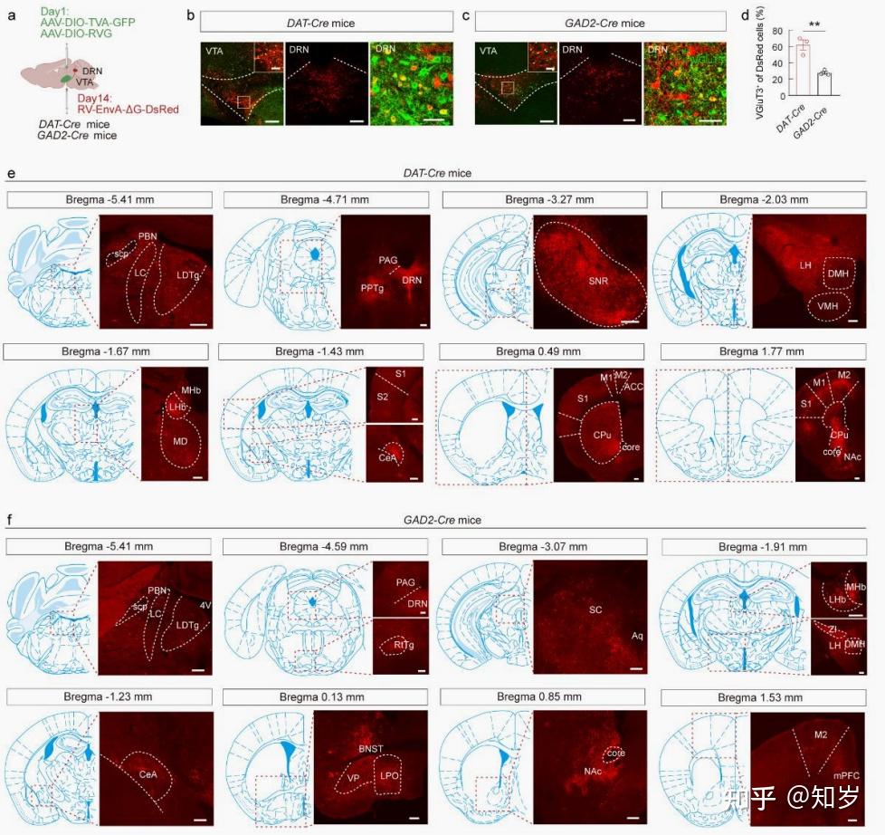 Nature communications|谷氨酸能DRN-VTA通路调节小鼠神经性疼痛和共病快感缺乏样行为 - 知乎