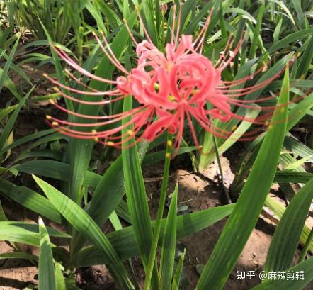 漂亮的有毒花!认识20种"大毒花",远离危险 - 知乎