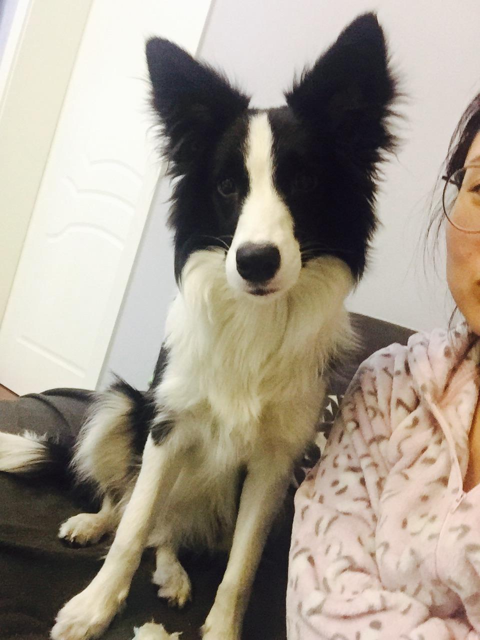 边牧智商高的表现?心眼多的表现? - Celine张佳