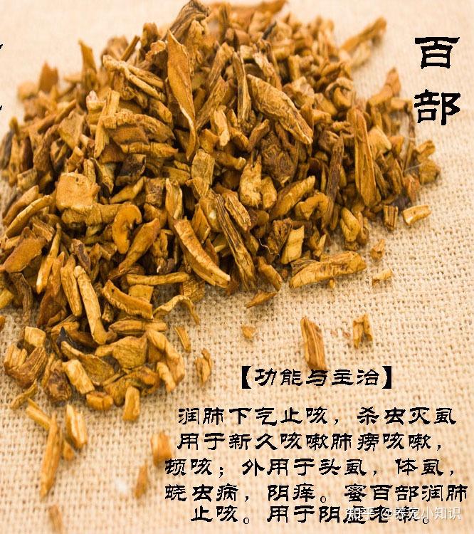 中药百部,是百部科百部属植物的干燥根块,有杀虫灭虱的功效,给狗狗煲