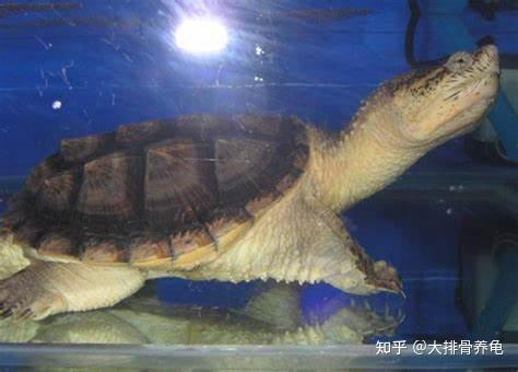 三,鳄龟龟粮一般来说我们给鳄龟喂食的都是龟粮,龟粮的营养更均衡