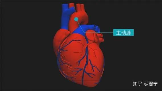 什么是主动脉夹层手术指征 v2-df2e4f5f725d20049eba7ad4f53f18d5_r.jpg