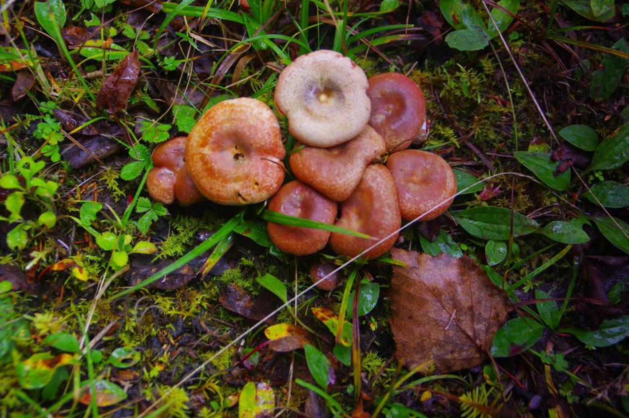 山野藏珍馐——铜绿菌 - 知乎