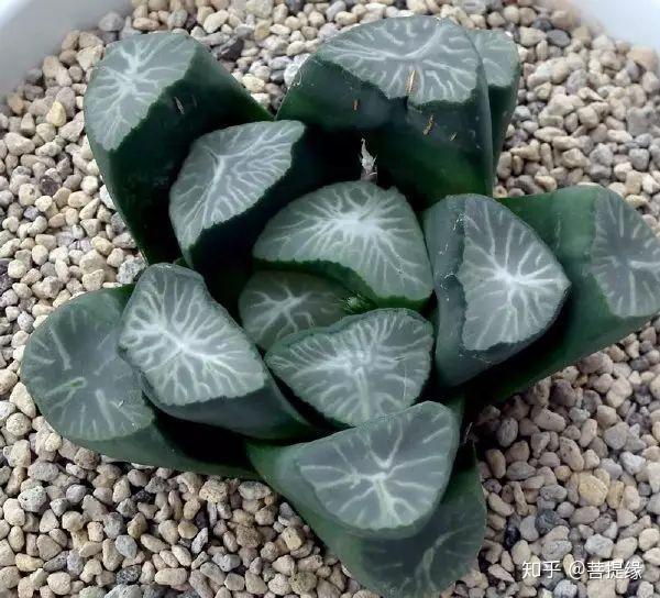 天价!天价!名贵植物排行,令人大开眼界-名贵植物图片