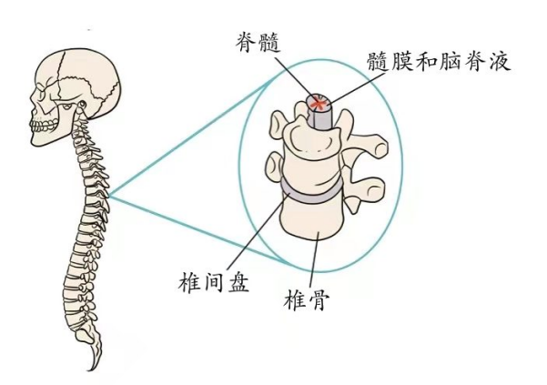 脊髓位于身体哪个部位?