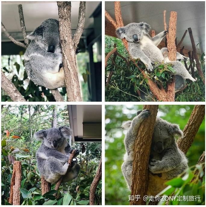 動物園莫屬啦~動物園之外,這裡還是最大的考拉保護區,它們在樹上酣睡