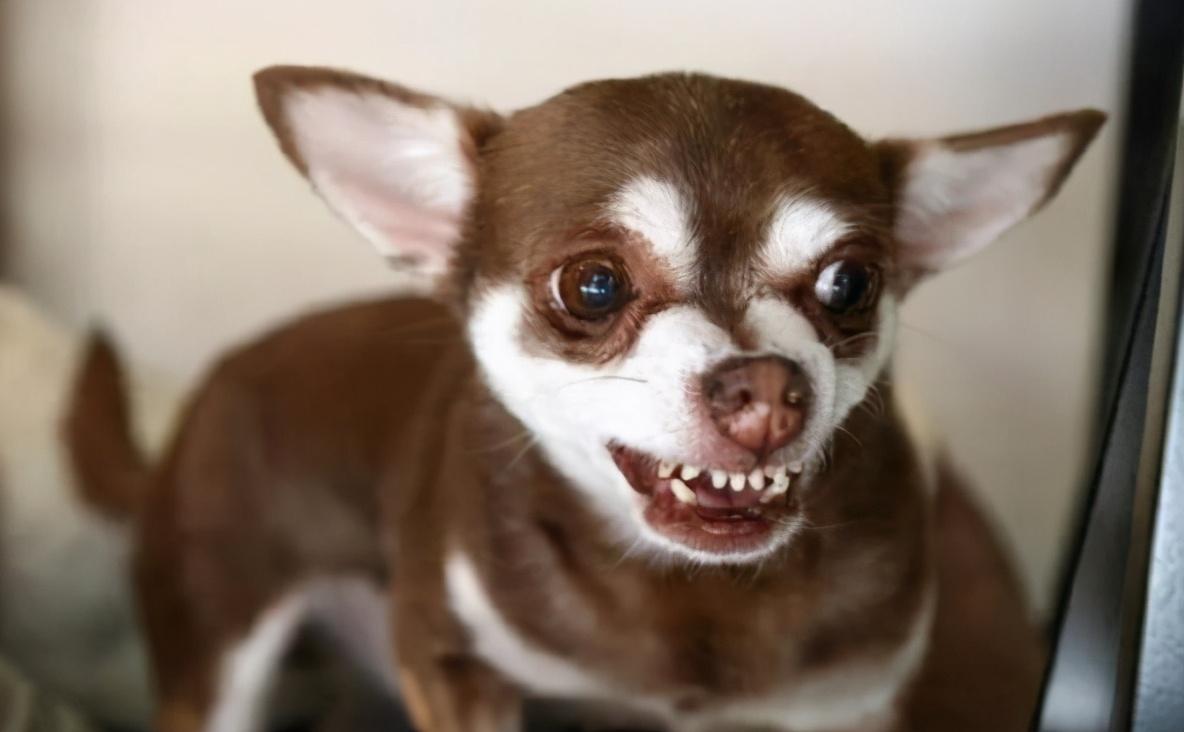 对主人张牙舞爪,不过很多主人却总是不敢去惩罚它们,导致狗狗对主人