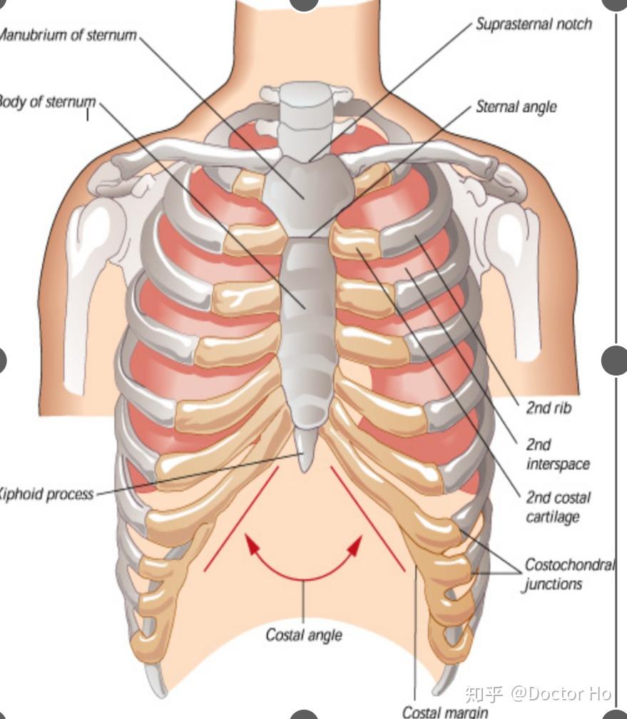 ①四角:～胸骨角:与左右第2肋软骨连接为计数肋骨和肋间隙顺序的主要