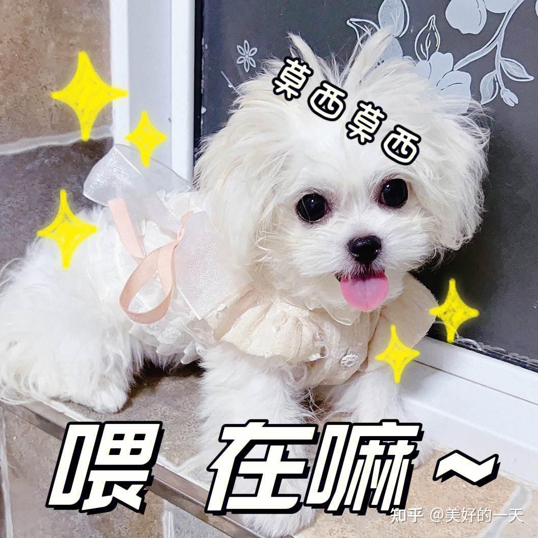 狗狗突然像“疯了”一样，满屋子乱跑，有这7个原因！ - 知乎