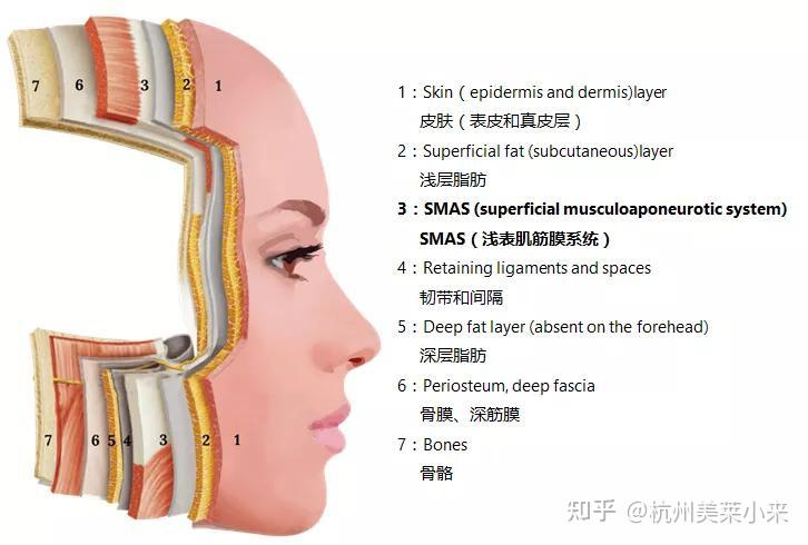 蛋白流失减少,下垂的主因是脂肪垫,皮肤支撑韧带,smas筋膜层等移位