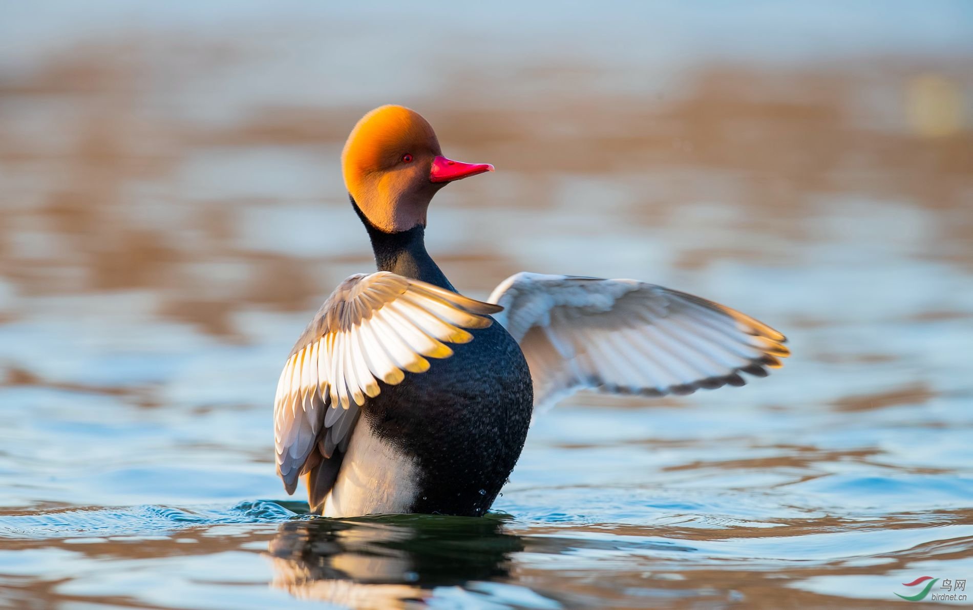 拥有诱人红唇的赤嘴潜鸭