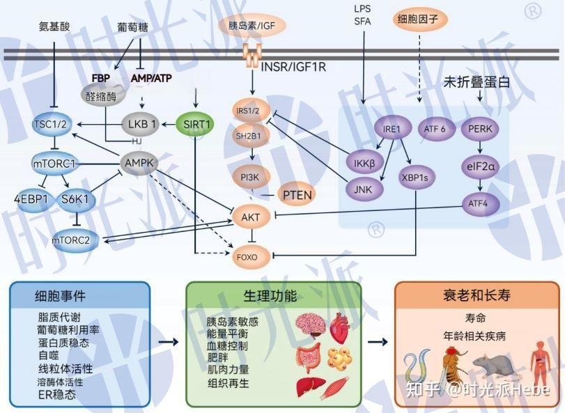 干预、延缓甚至逆转衰老的手段,带你再次走进衰老,一文全面剖析 - 知乎