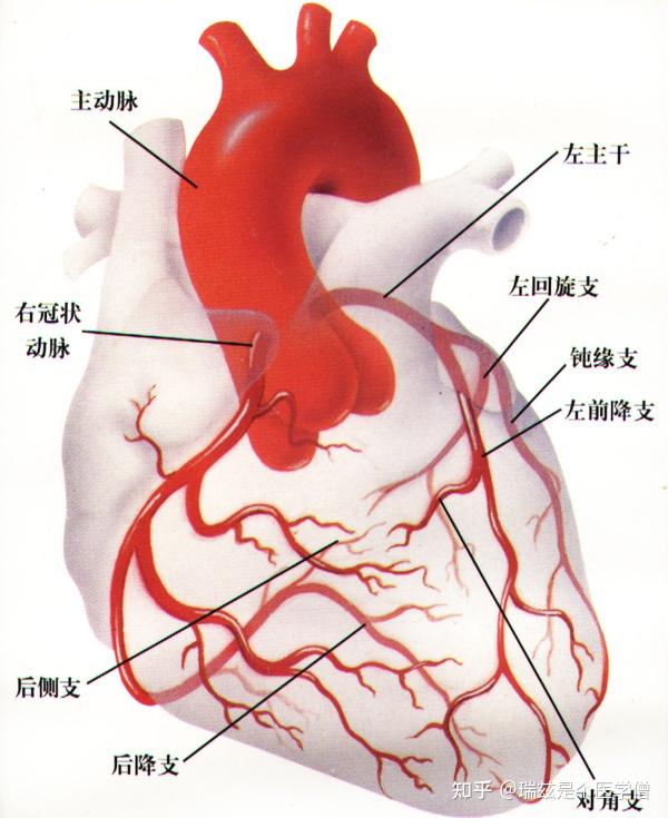 冠脉开口解剖位置图片