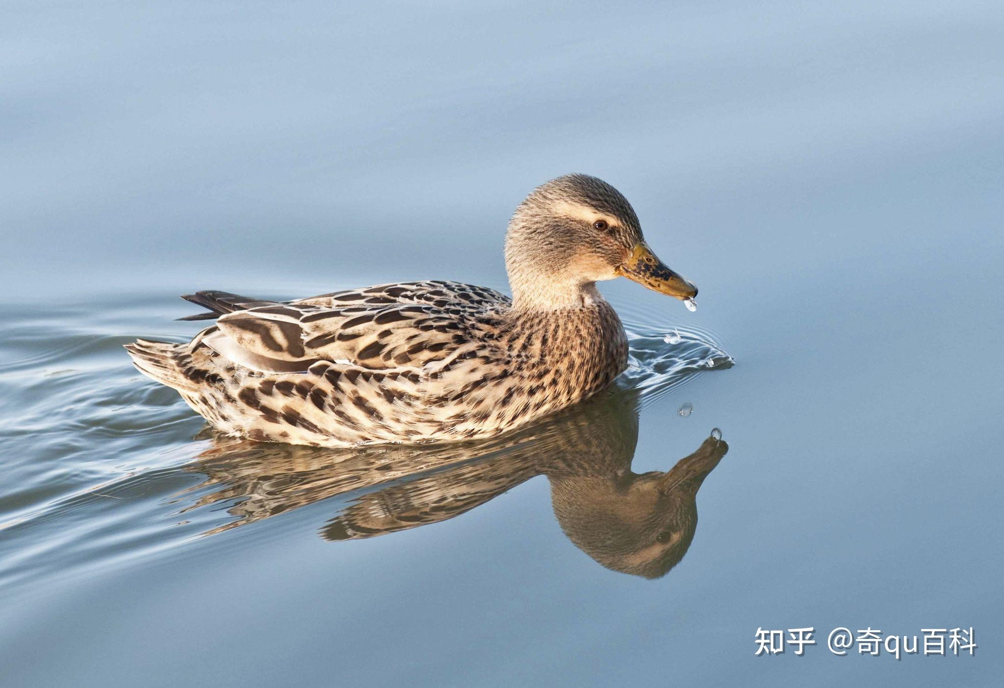 為什麼鴨子走路老是一搖一擺