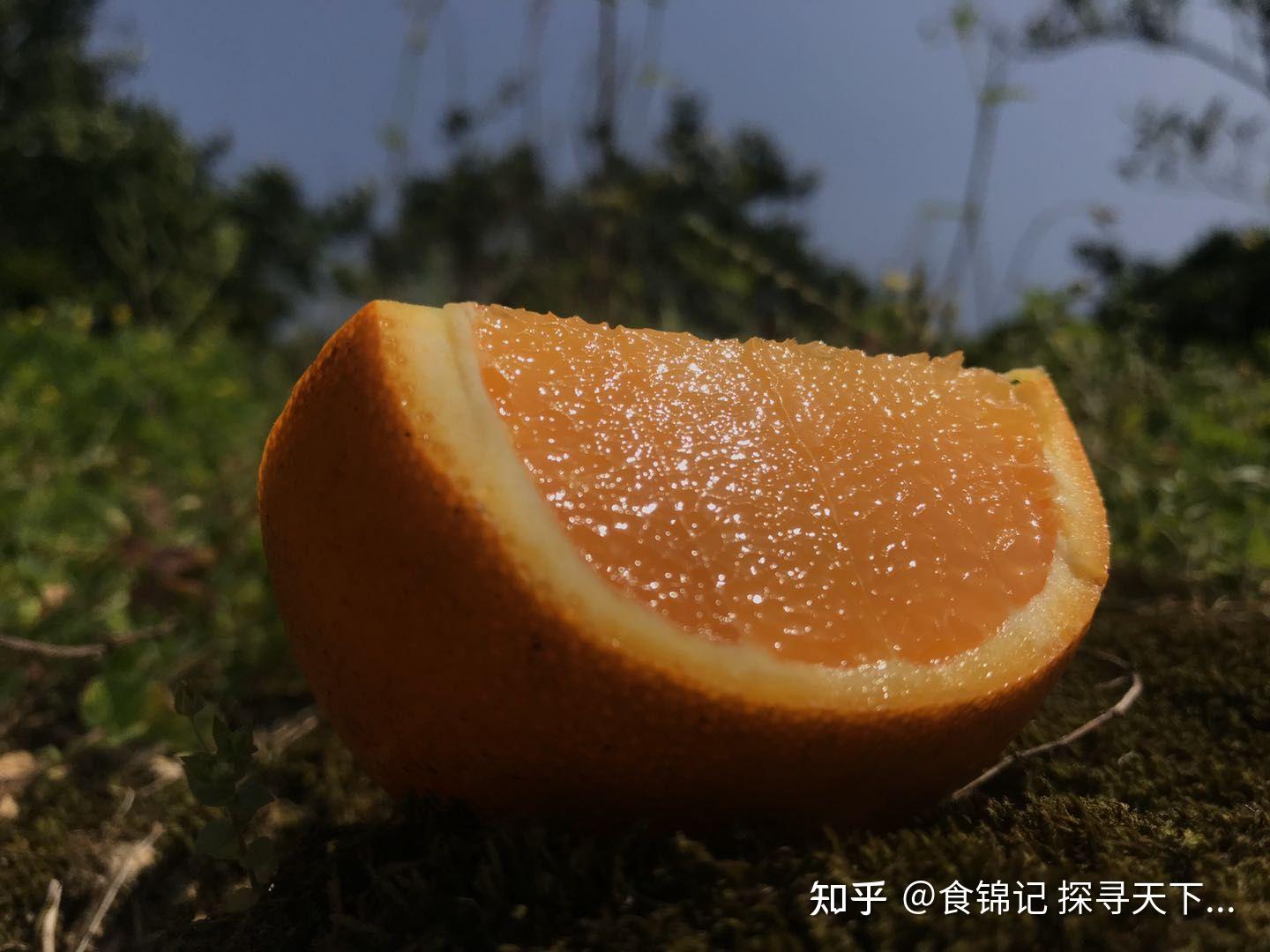 秭归伦晚 橙中之皇 - 知乎