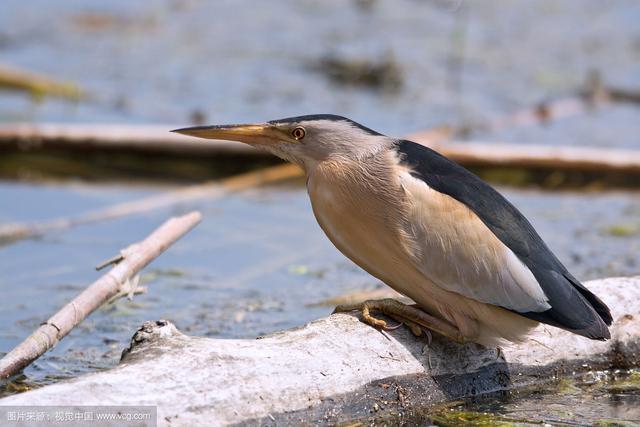 中华神禽志水鸟十一鹭下鵁鶄影响三国历史走向的鸟儿
