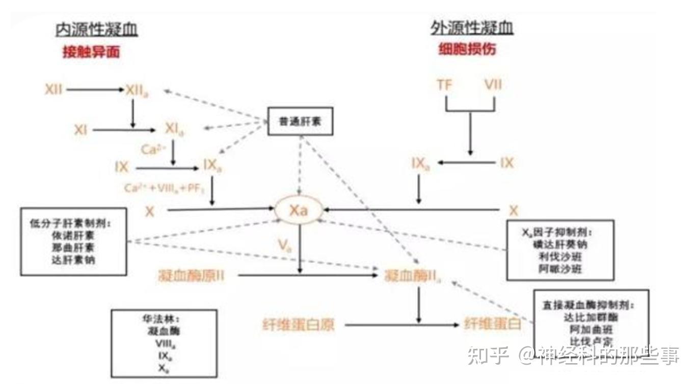 达比加群酯药理机制图片