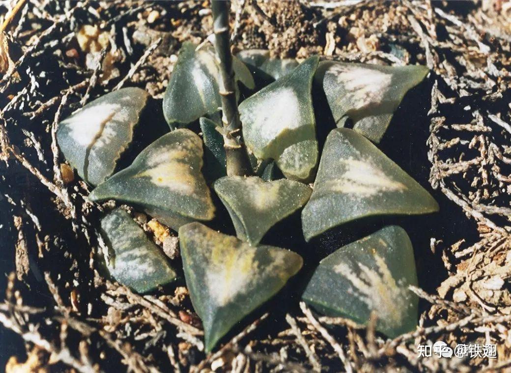 关于白寡妇haworthiawhitewidow