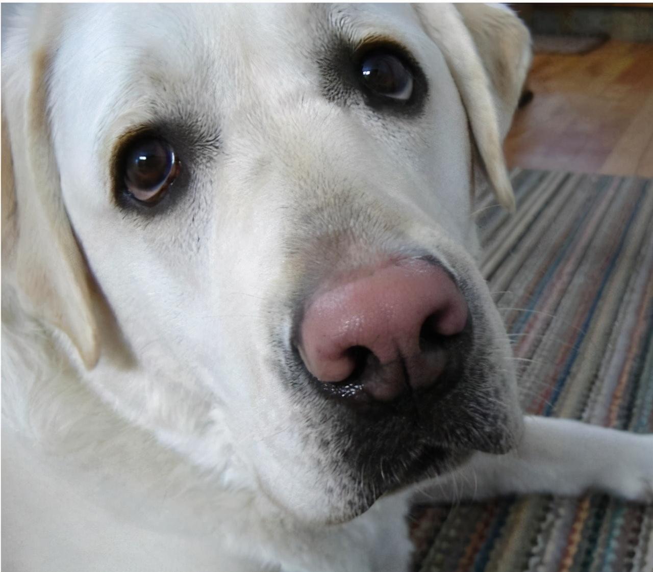 拉布拉多鼻子颜色变浅是什么原因早知道早预防